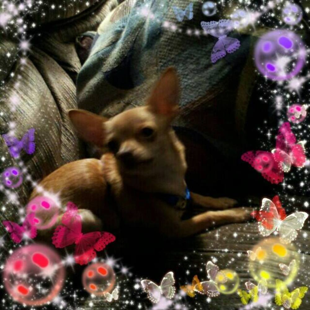 Meet your Posher, Robin